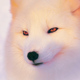 Arctic_Fox