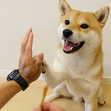 shibaisgoodboy