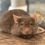 TheReactiveMouse