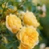 Bess Mond