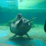 KAALAAMBAAA