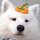 fluffydog