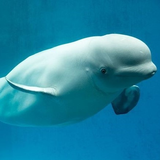 apple____