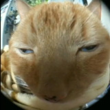 vnezapniypudge