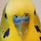 chernaa