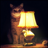 Cat with Lamp