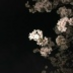 Sakura Hass