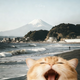 Honomi