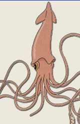 Призрак кальмара